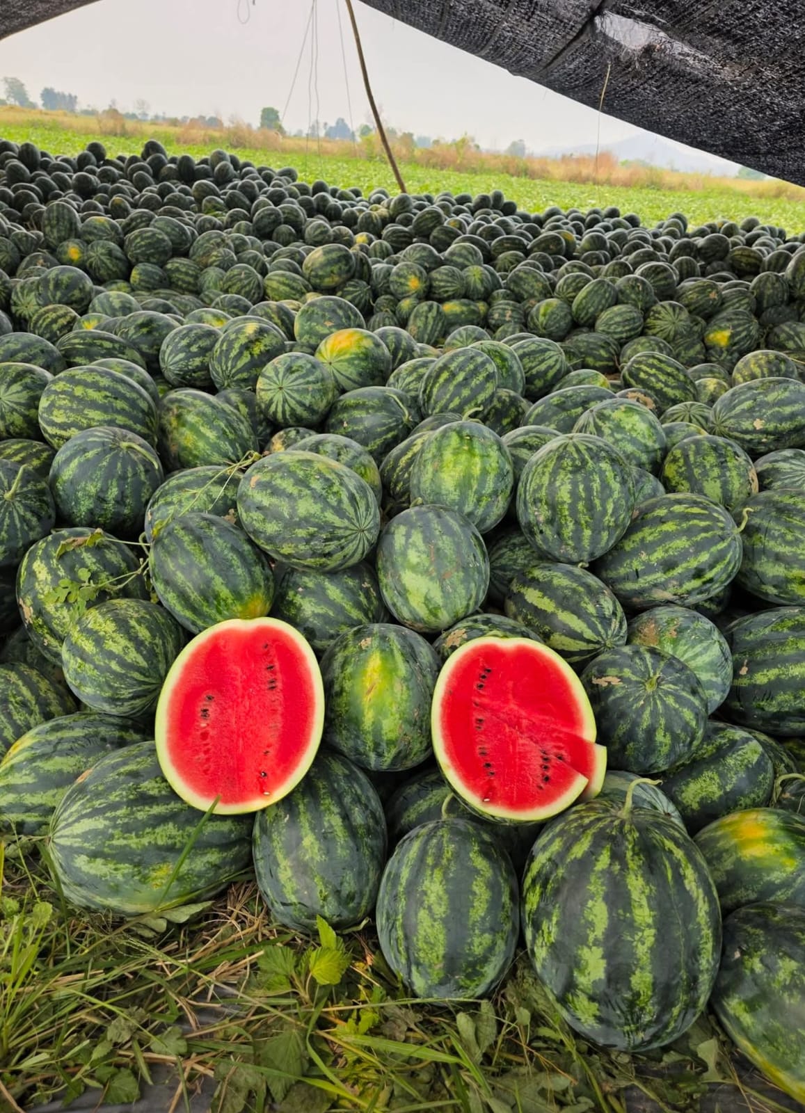 Thai farm harvest under careful cultivation