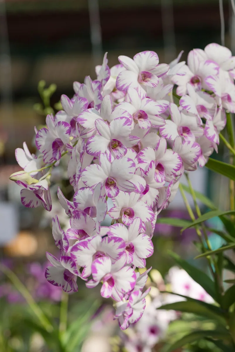 Orchid (Hybrid)