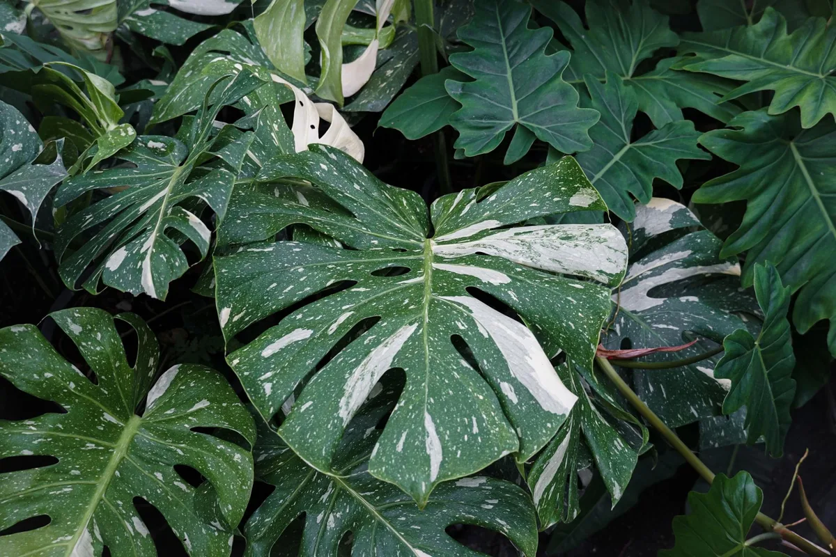Monstera
