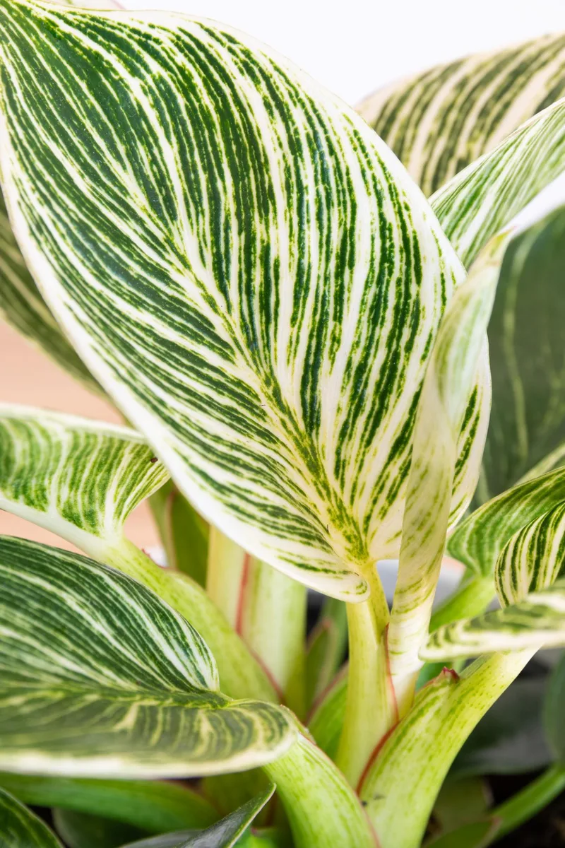 Philodendron