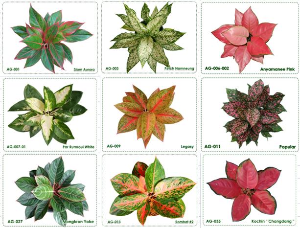 Aglaonema