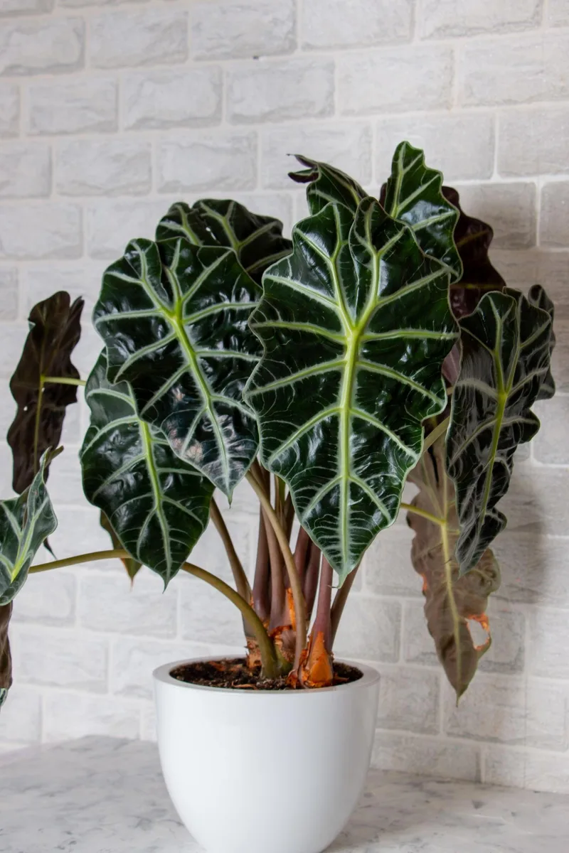 Alocasia spp.