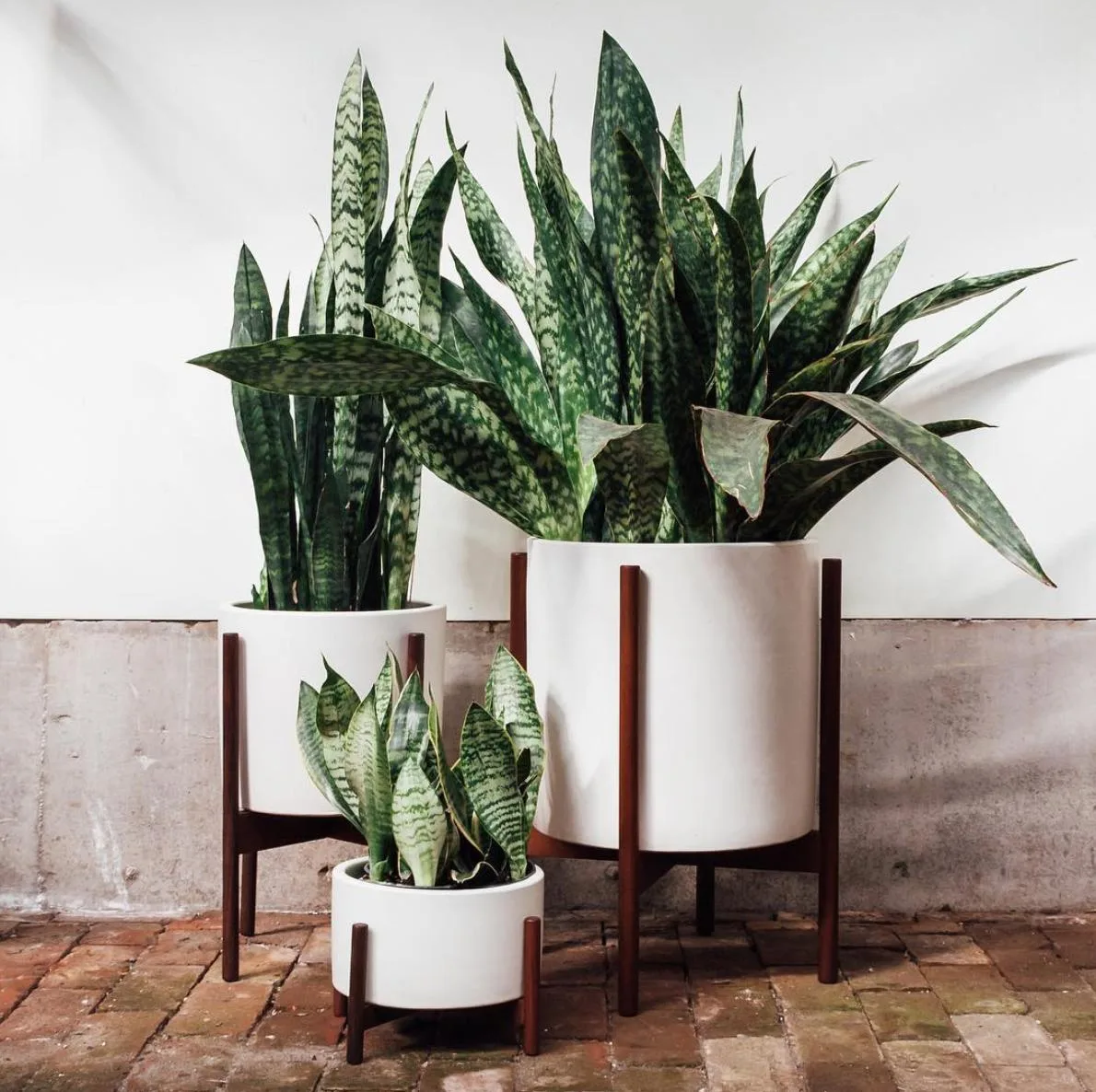 Sansevieria