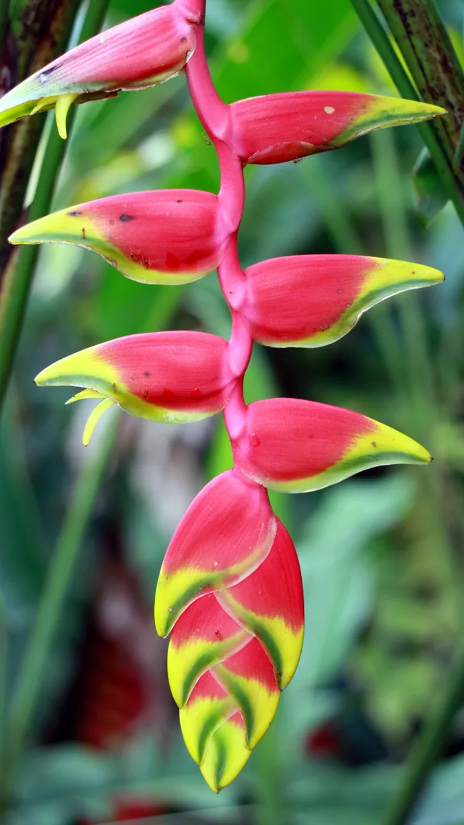 Heliconia